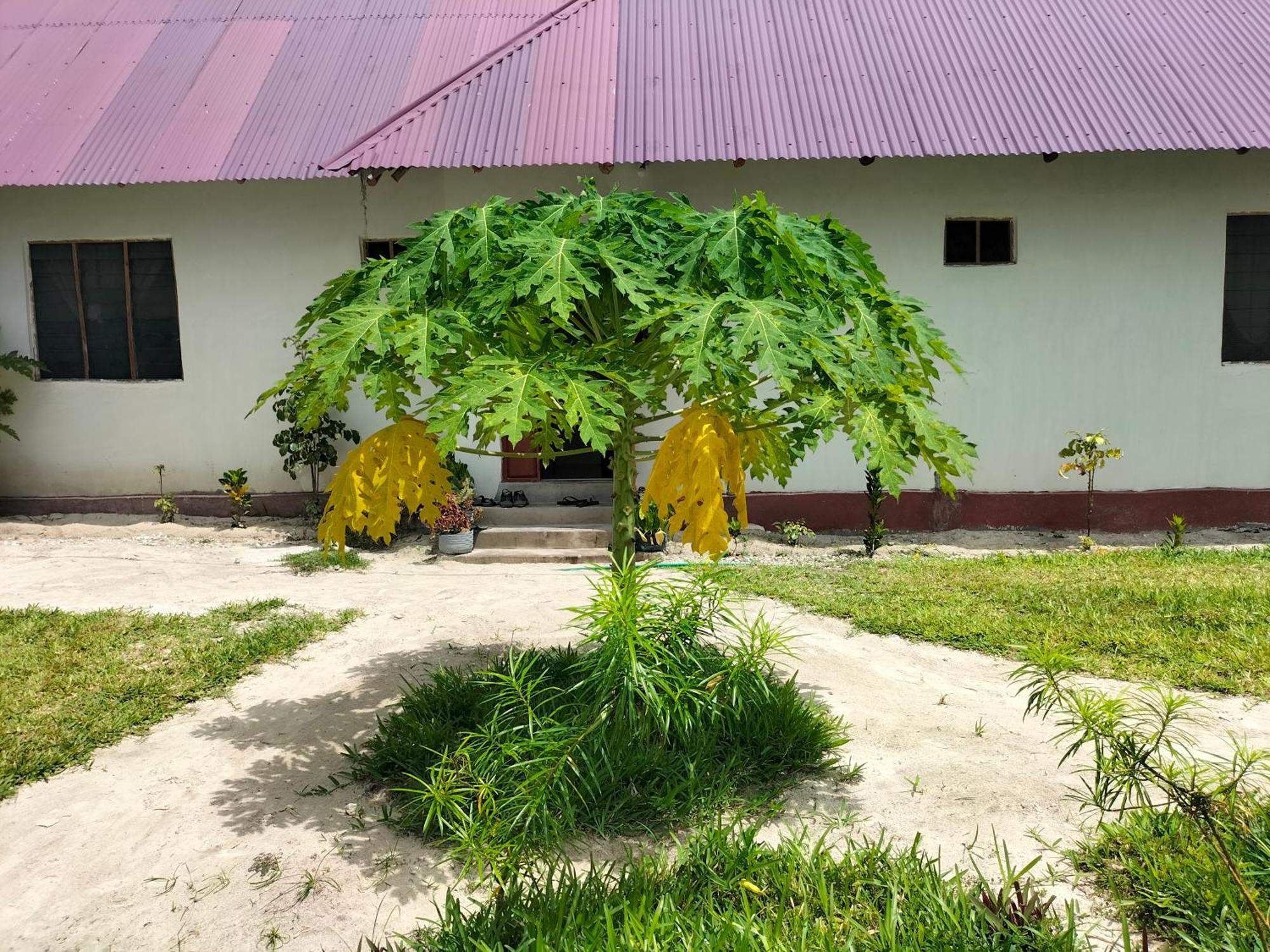 Mambo Leo Hostel Paje Kültér fotó